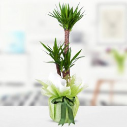 2-lu-yucca-cicegi.jpg