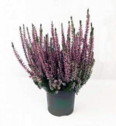 erica-calluna.jpg