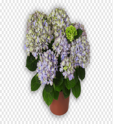 ortanca-saksi-cicegi-buyuk-boy.png