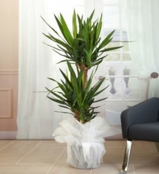 3-dal-yuka-salon-bitkisi-2-metre.jpg