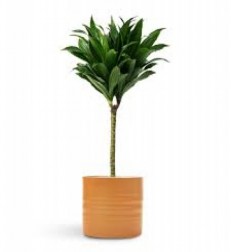 dracena-compacta-tek-dal-salon-bitkisi.jpg