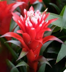 francesca-guzmania-cicegi-mor-renk.jpg