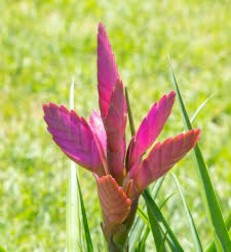 tillandsia-cicegi-buyuk-boy.jpg